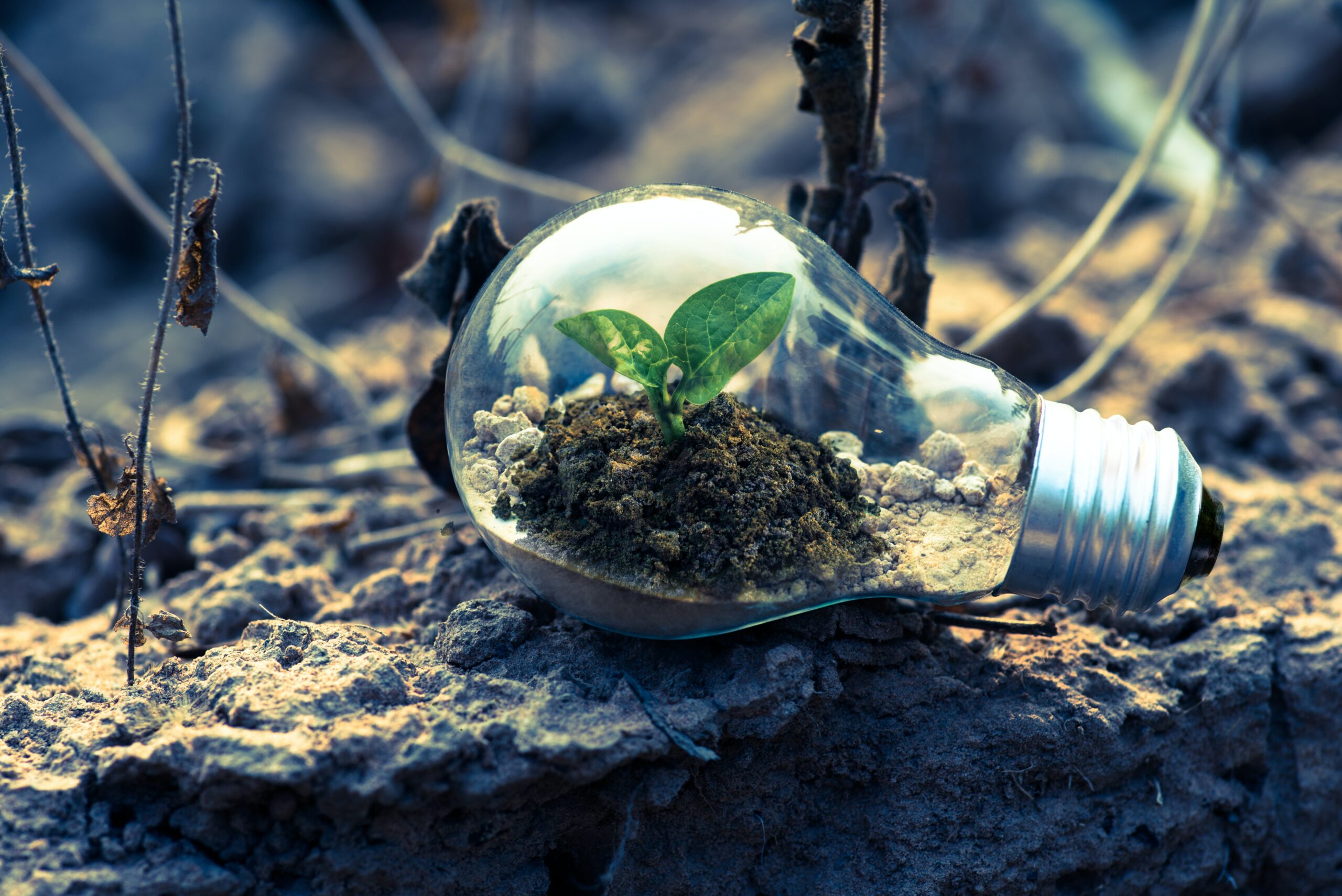 Nudging for Sustainability: Insights for Sustainable Consumption