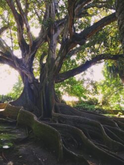 Call for research proposals: Climate change, vulnerability reduction and local democracy